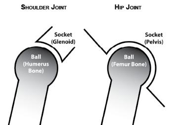 Difference between shoulder joint vs hip joint