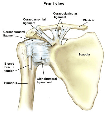 Image result for coracohumeral ligament