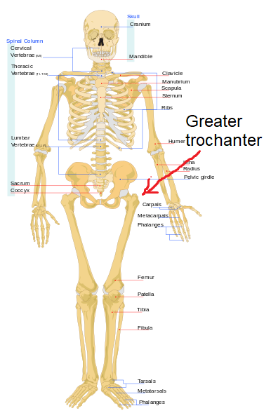 image of greater trochanter